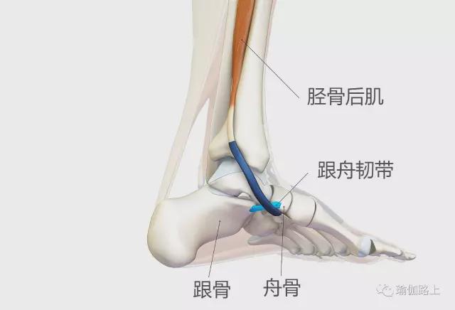 开云体育在瑜伽站立体式中如何保持脚根基稳定？控制胫骨后肌是关键！(图1)